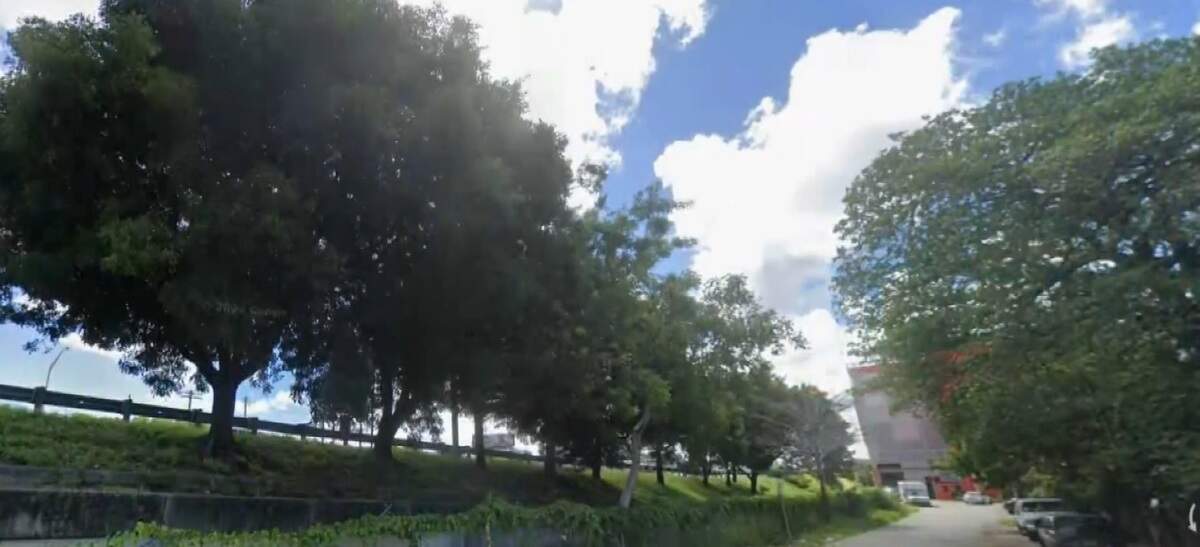 The mahogany trees along I-95 near NW 31st St. in Miami in Oct. 2025